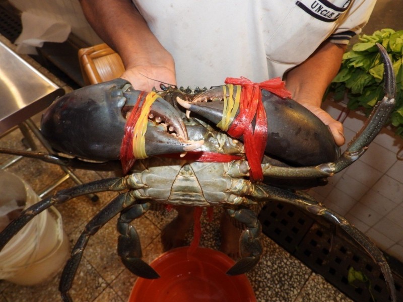菜販紅樹林撈小魚打牙祭 意外撈到一尺長大螃蟹