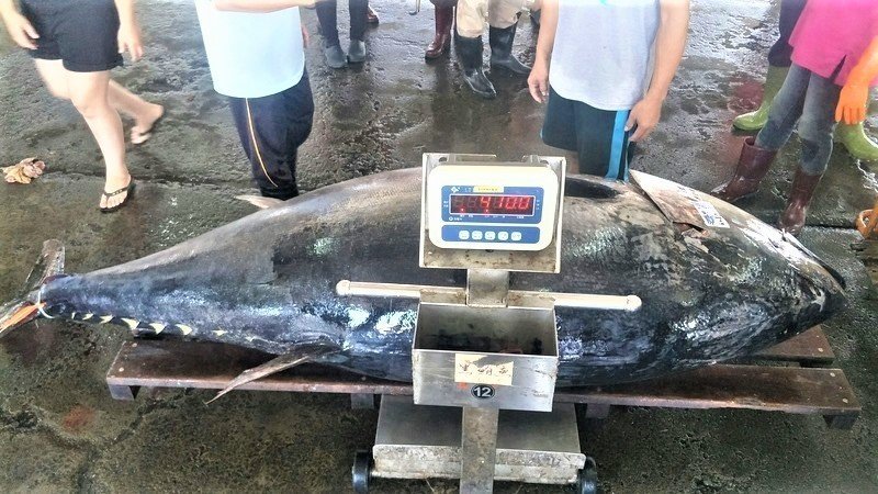 影／東港黑鮪魚拍賣破千尾 「最大尾」410公斤刷新紀錄