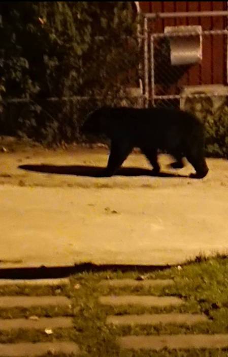 黑熊路過台東校區「不要大意」