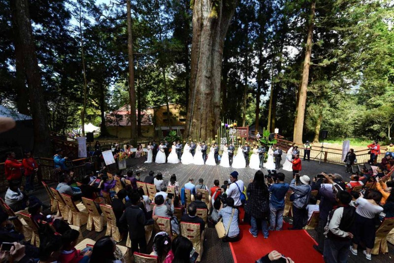 拍阿里山神木不再擠來擠去 多功舞台友善樹木和遊客