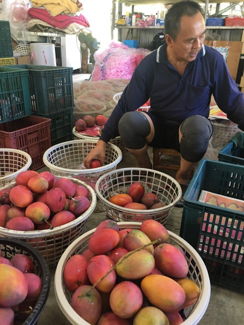 芒果收購加工啟動時機 台南農業局：太早反打擊中上品