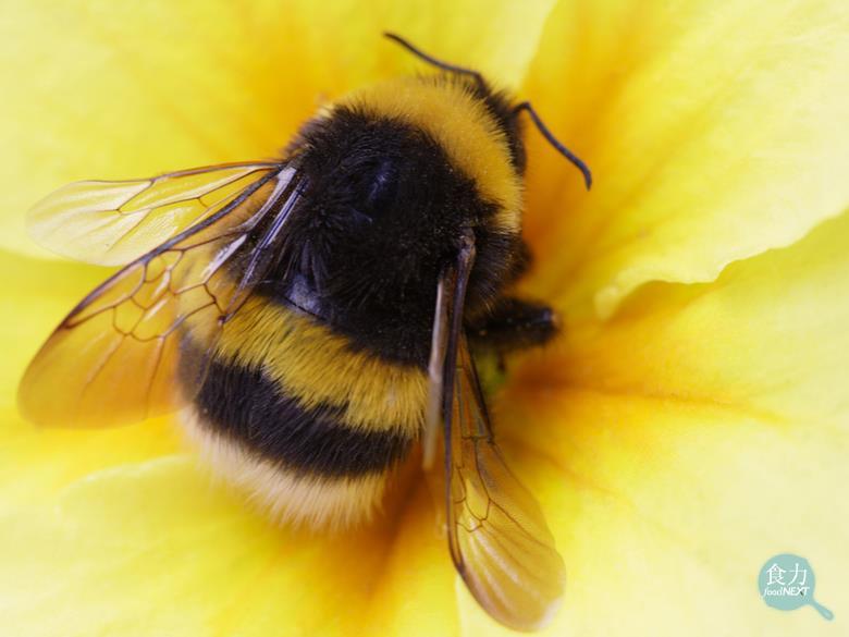 氣候變遷只能傻等花開？研究發現：蜜蜂會咬開葉片、讓花盛開！