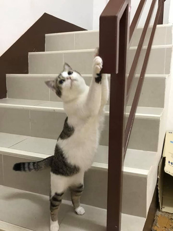 回家見2隻貓緊盯樓梯扶手喵叫！　她低頭挖出「一疊驚喜」樂壞