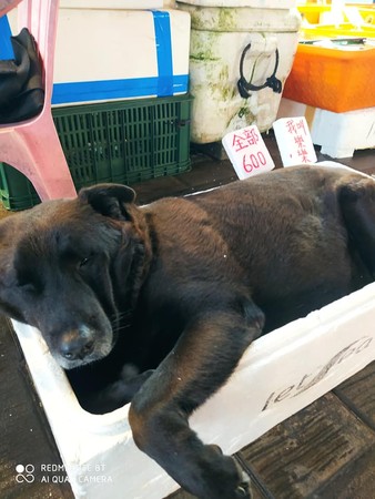 海鮮市場驚見「現撈大海狗」只要600元！　整坨黑肉溢出箱超肥美