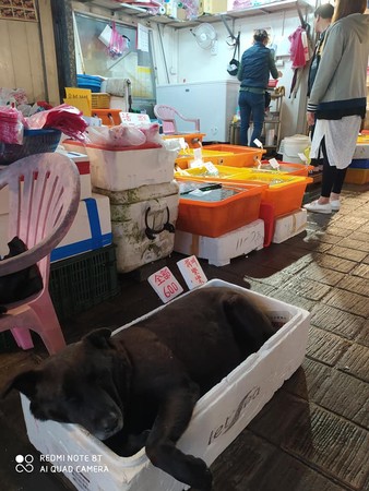 海鮮市場驚見「現撈大海狗」只要600元！　整坨黑肉溢出箱超肥美