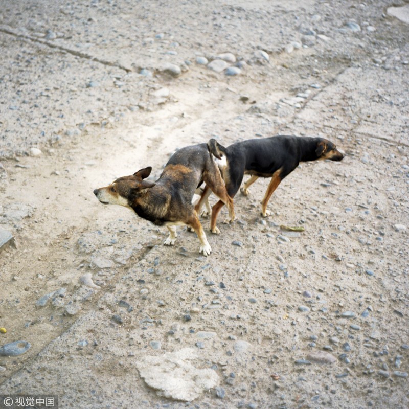 交配時不能硬分開！狗狗特殊生殖構造　公犬「鎖緊」拔出會受傷