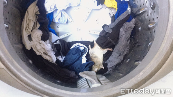 打開洗衣機見「大肥鼠」大字仰躺衣服堆　他噁炸崩潰：怎麼辦！