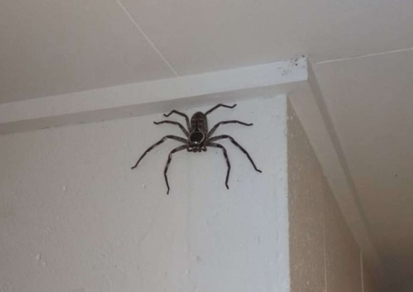 15公分巨蜘蛛亂入民宅！女子和牠生活1年　視為家庭的一部分