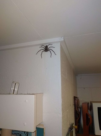 15公分巨蜘蛛亂入民宅！女子和牠生活1年　視為家庭的一部分