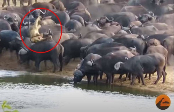 慎入！母獅獵食誤入水牛群遭「踩踏凌辱」慘死　屍體還被飛拋