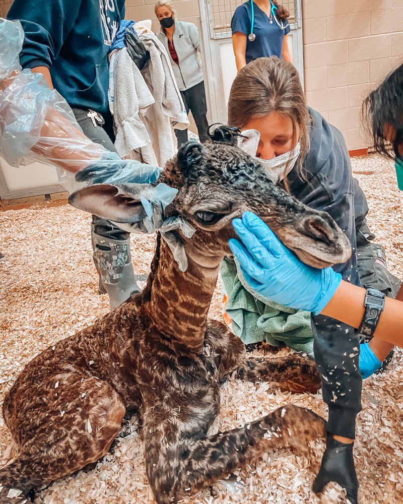 美動物園剛迎長頸鹿寶寶　「媽突踩斷新生兒頸骨」搶救不治
