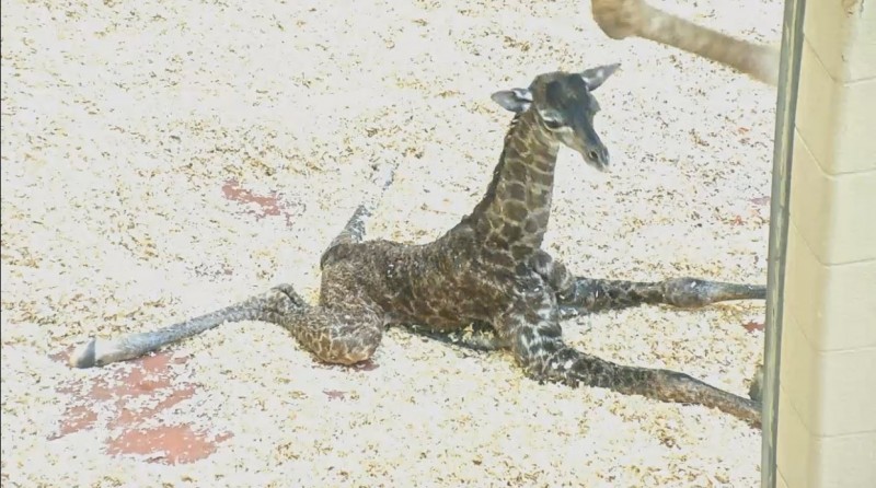 美動物園剛迎長頸鹿寶寶　「媽突踩斷新生兒頸骨」搶救不治