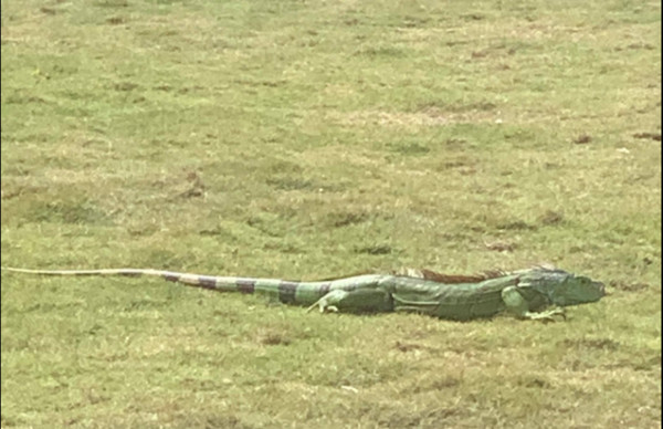 綠鬣蜥「登陸小琉球」躺草皮爽曬太陽　網大驚：游過去的？